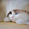 cat-9749782_1280