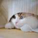 cat-9749782_1280