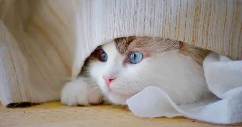 cat-9749782_1280